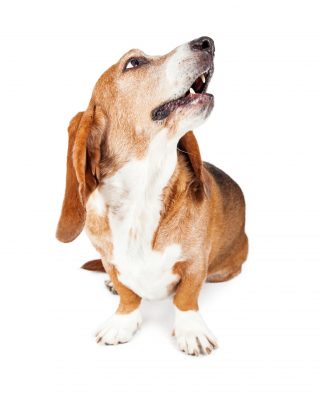 http://promedica-vet.ro/wp/wp-content/uploads/2015/12/Basset-Hound-Dog-Looking-Up-Mouth-Open-320x400.jpg
