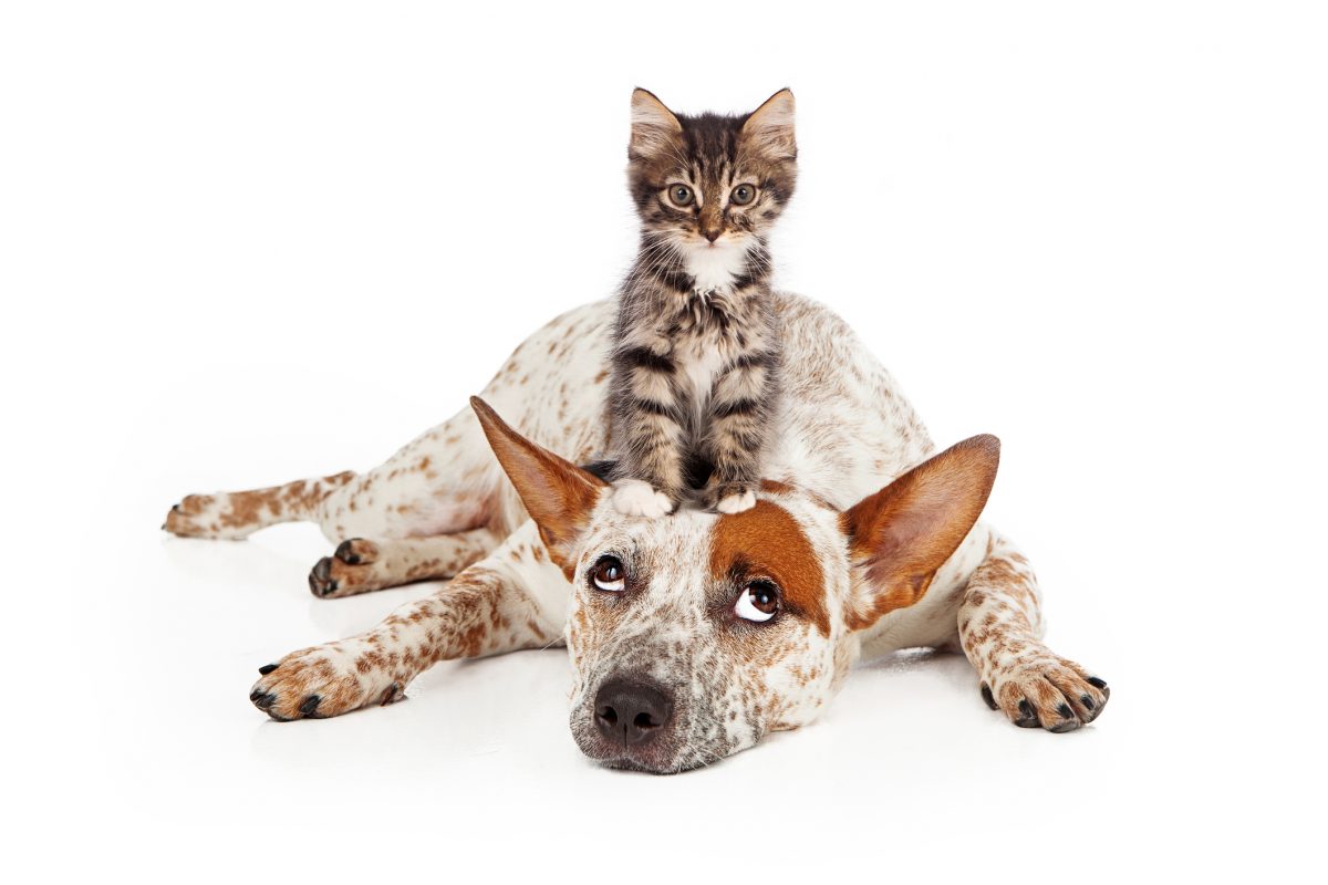 http://promedica-vet.ro/wp/wp-content/uploads/2015/12/Catte-Dog-With-Kitten-on-His-Head-1200x800.jpg