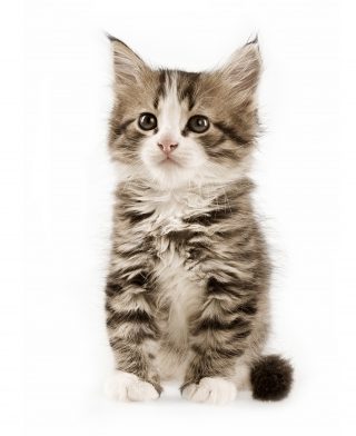 http://promedica-vet.ro/wp/wp-content/uploads/2015/12/Cute-kitten-2-320x392.jpg