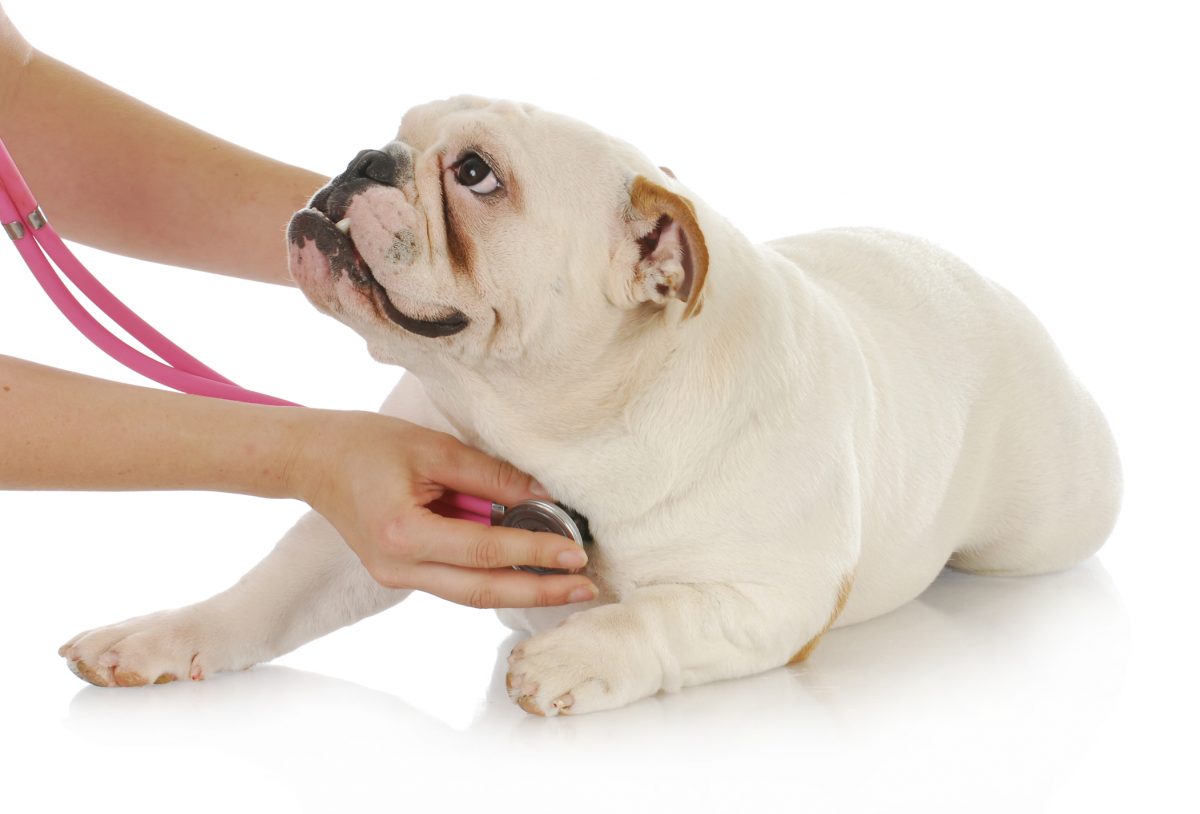 http://promedica-vet.ro/wp/wp-content/uploads/2015/12/Veterinary-care-1200x814.jpg
